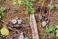 Dead Monarch butterflies on the forest floor at El Capulin Sanctuary