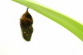 Dead monarch cocoon Royalty Free Stock Photo