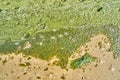 Dead moon jellyfish (Aurelia aurita) on the beach of the Baltic Sea Royalty Free Stock Photo