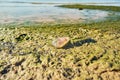 Dead moon jellyfish (Aurelia aurita) on the beach of the Baltic Sea Royalty Free Stock Photo