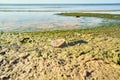 Dead moon jellyfish (Aurelia aurita) on the beach of the Baltic Sea Royalty Free Stock Photo