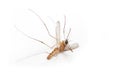 Dead mosquito Royalty Free Stock Photo