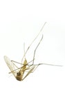 Dead mosquito Royalty Free Stock Photo