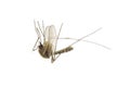 Dead mosquito Royalty Free Stock Photo