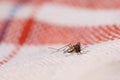 Dead mosquito (family Culicidae) lying on cloth