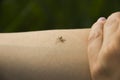 Dead mosquito on a hand