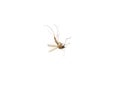 Dead mosquito insect on white background close up Royalty Free Stock Photo