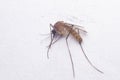 Dead mosquito isolated on white background. Extreme close-up Royalty Free Stock Photo