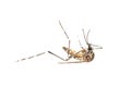 Dead Mosquito Royalty Free Stock Photo
