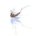 Dead Mosquito Royalty Free Stock Photo