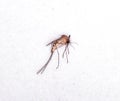 Dead mosquitoes isolated on white background Royalty Free Stock Photo