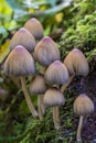 On this dead and mossy tree trunk grows a group of common silver ink fungus coprinellus miraceus in the Prielenbos near Zoeterme