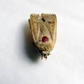 Dead moth, front view.