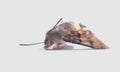 Dead moth insect on white background Royalty Free Stock Photo