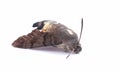 Dead moth insect on white background Royalty Free Stock Photo