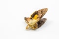 A dead moth insect on a white background macro close up Royalty Free Stock Photo