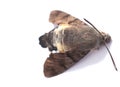 Dead moth insect on white background Royalty Free Stock Photo