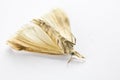 Dead Moth on White Background Royalty Free Stock Photo