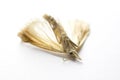 Dead Moth on White Background Royalty Free Stock Photo