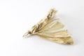 Dead Moth on White Background Royalty Free Stock Photo