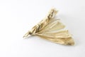 Dead Moth on White Background Royalty Free Stock Photo