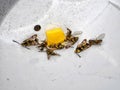 Dead moths yellow-legged clearwing