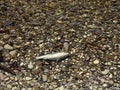 Dead mullet on shore of sea