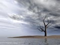 Dead naked tree Royalty Free Stock Photo