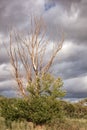 Dead naked tree Royalty Free Stock Photo