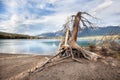 Dead naked tree Royalty Free Stock Photo