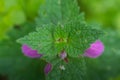 dead nettle from above with green background