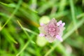 Dead nettle, dead-nettle top view on blurred background Royalty Free Stock Photo