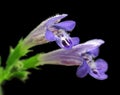 Dead-nettle flower closeup Royalty Free Stock Photo