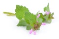 Dead-Nettle (Lamium) Plant with Purple Flowers Isolated on White Background Royalty Free Stock Photo