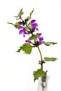 Dead-nettle, a purple European spring flower on white background