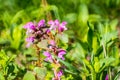 Dead-Nettle in wild meadow, Bombus pascuorum picking pollen