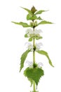 Dead-nettle wildflower plant over white background