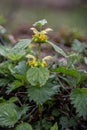 Dead nettle with yellow flowers on the edge of the forest Royalty Free Stock Photo