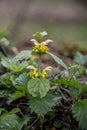 Dead nettle with yellow flowers Royalty Free Stock Photo