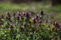 Dead-nettles Lamium plants flowers in the meadow