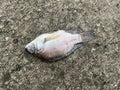 Dead nile fish on cement floor