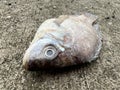 Dead nile fish on cement floor