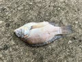 Dead nile fish on cement floor