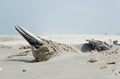 Dead Northern gannet on beach Royalty Free Stock Photo