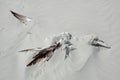 Dead Northern gannet on beach Royalty Free Stock Photo