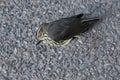 Dead Northern Waterthrush Royalty Free Stock Photo