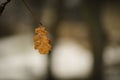 Dead oak leaf on a branch against blurry background. Royalty Free Stock Photo