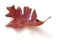 Dead Oak Leaf Isolated Royalty Free Stock Photo