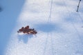 Dead oak leaf lie on fresh clean snow, winter forest on sunset, perspective and deep shadows, outdoor active green tourism hobby Royalty Free Stock Photo