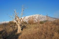 Dead Oak Tree Against Mount Etna, Sicily Royalty Free Stock Photo